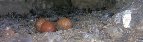 (Deutsch) Klettergipfel: Vogel-Kinderstuben vorübergehend Horstschutzzonen