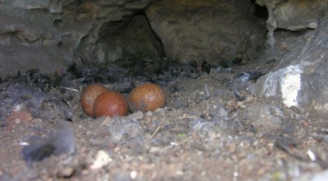 (Deutsch) Klettergipfel: Vogel-Kinderstuben vorübergehend Horstschutzzonen