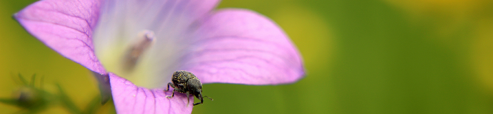 Nationalpark Sächsische Schweiz