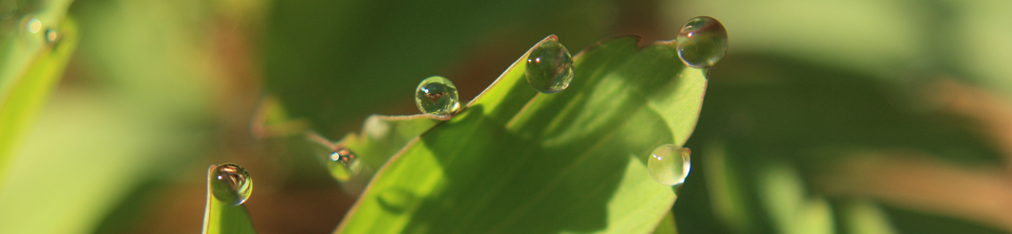 Nationalpark Sächsische Schweiz