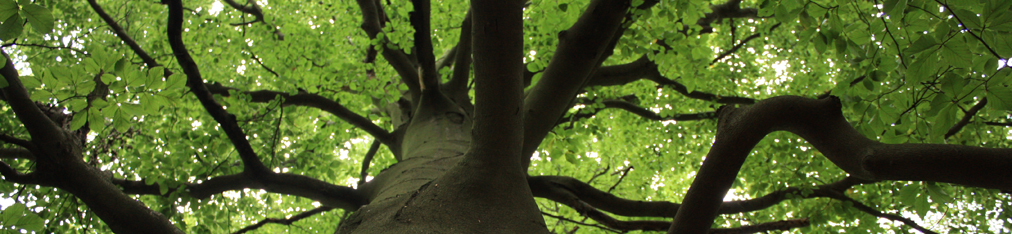 Nationalpark Sächsische Schweiz