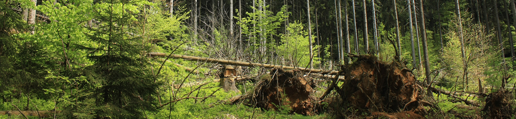 Nationalpark Sächsische Schweiz