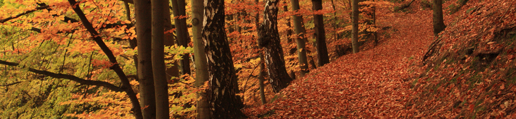 Herbstwald