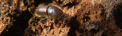 Borkenkäfer unter der Rinde