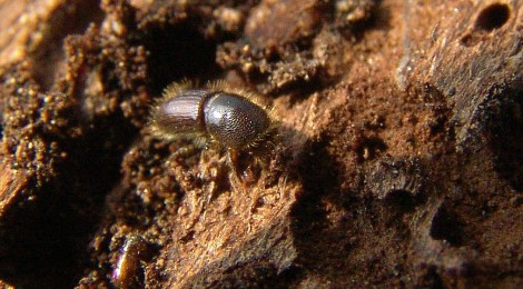 Borkenkäfer unter der Rinde