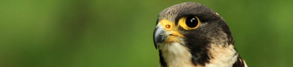 Porträt Wanderfalke