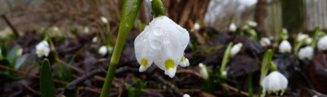 Märzenbecherblüte im Polenztal