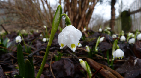 Märzenbecherblüte im Polenztal