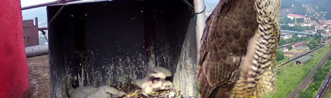 (Deutsch) Wanderfalkenbrut live erleben - interessante Einblicke ohne zu stören