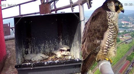 (Deutsch) Wanderfalkenbrut live erleben - interessante Einblicke ohne zu stören