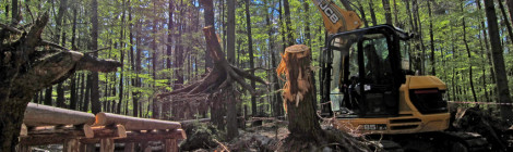 (Deutsch) Wo Wurzeln in den Himmel ragen: Walderlebnisgelände mit neu gestaltetem Wurzeltunnel