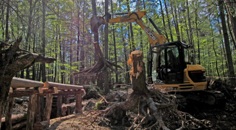 (Deutsch) Wo Wurzeln in den Himmel ragen: Walderlebnisgelände mit neu gestaltetem Wurzeltunnel