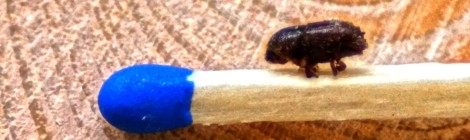 (Deutsch) Borkenkäfer gestalten Naturwald im Nationalpark - Entwicklung der Borkenkäferpopulation 2016