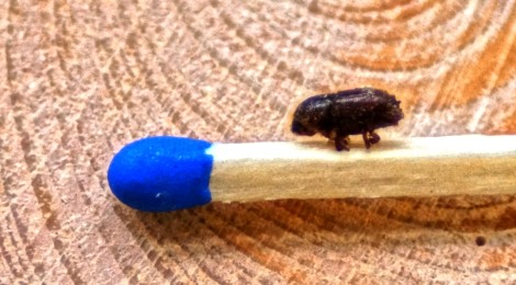 (Deutsch) Borkenkäfer gestalten Naturwald im Nationalpark - Entwicklung der Borkenkäferpopulation 2016