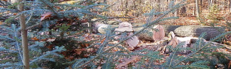 (Deutsch) Letzter Eingriff auf dem Weg zum naturnahen Wald im Nationalparkrevier Hohnstein