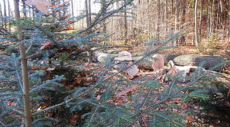 (Deutsch) Letzter Eingriff auf dem Weg zum naturnahen Wald im Nationalparkrevier Hohnstein