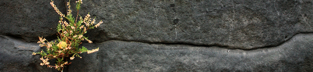 Nationalpark Sächsische Schweiz