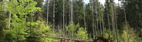 Mit viel Licht, reichlihc Nährstoffen und Wasser, können junge Buchen rasch eine neue Waldgeneration bilden.