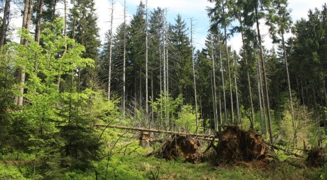 Mit viel Licht, reichlihc Nährstoffen und Wasser, können junge Buchen rasch eine neue Waldgeneration bilden.