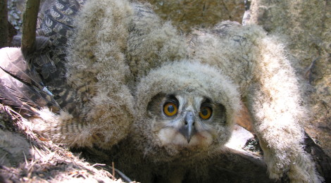 junger Uhu