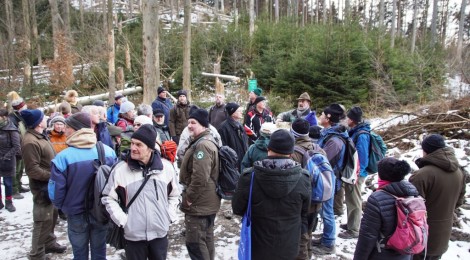 Eine Gruppe ehrenamtlicher Helfer betrachtet die Umwandlung des Fichtenwaldes, nachdem Borkenkäfer die Altbäume zum absterben gebracth haben und junger Wald nachwächst.