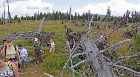 Junge Naturschützer auf einer Wanderung zwischen in einem Moor zwischen Nationalpark Bayerischer Wald und Böhmerwald