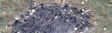 eine illegale Feuerstelle konnte gelöscht werden.