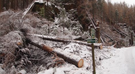 Schneebedeckte Bäume und Felsen im Nationalpark Sächsische Schweiz. Manche sind abgeschnitten, da sie im vergangenen Jahr abgestorben waren und jetzt ein Sicherheitsrisiko darstellen. Ein Wegweiser Wanderschildern steht im Vordergrund.