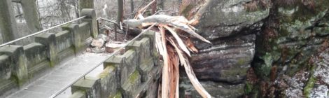 Ein großer Baum ist über einen Weg gefallen.