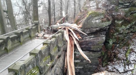 Ein großer Baum ist über einen Weg gefallen.