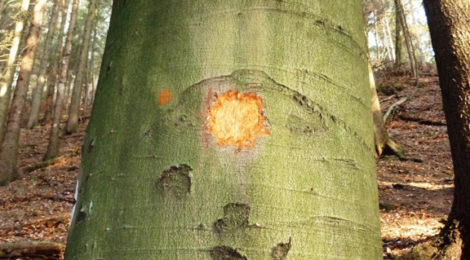 abgekratzte Markierung