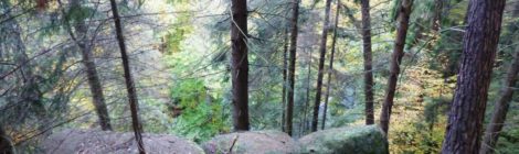 An einem steilen Hang perhalb der Talstraße stehen abgesorbene Fichten, die demnächst gefällt werden müssen, damit sie nicht auf die Straße stürzen und es zu Unfällen kommt