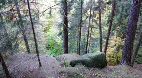 An einem steilen Hang perhalb der Talstraße stehen abgesorbene Fichten, die demnächst gefällt werden müssen, damit sie nicht auf die Straße stürzen und es zu Unfällen kommt
