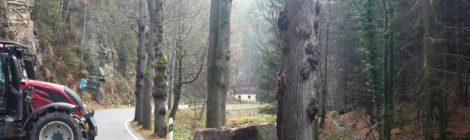 Ein rund eini Kubukmeter großer Stein lößte sich bei Fällarbeiten im Steilhang und rollte bis zu rStraße. Dank der Sicherheitsvorkehrungen, mit einre Ampel wurde der Verkehr angehalten, ist nichts passiert.