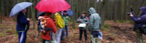 Auf dem wegen Regen sehr unscharfen Foto, steht eine Gruppe von Menschen vor dem zur Fällung geplanten spätherbsltichen Roteichenwald und folgt den Erläuterungen von Nationalparkleiter Dr. Dietrich Butter