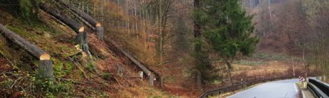 Gefällte Bäume am Straßenrand