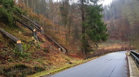 Gefällte Fichten am Straßenrand können den Straßenverkehr nicht mehr gefährden.