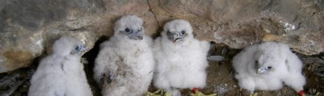 Vier kleine Wanderfalken haben gerade einen Ring erhalten. Ornithologen können anhand der Signaturen vielel Rückschlüsse auf dei Lebensweise der Wanderfalken ziehen und damit die Bemühungen zum Schutz der Vögel verbessern.