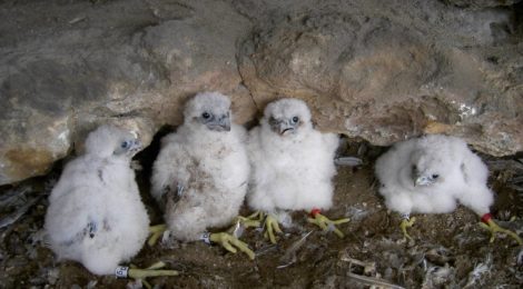 Vier kleine Wanderfalken haben gerade einen Ring erhalten. Ornithologen können anhand der Signaturen vielel Rückschlüsse auf dei Lebensweise der Wanderfalken ziehen und damit die Bemühungen zum Schutz der Vögel verbessern.