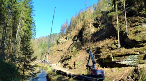 Eine Autokran hebt Bäume aus dem steilen Hang