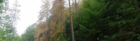 Abgestorbene Fichten an der Straße müssen bald gefällt werden.