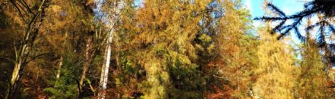 Die höchste Fichte Sachsens wird nach dem Befall mit Borkenkäfern wohl absterben