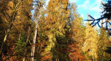 Die höchste Fichte Sachsens wird nach dem Befall mit Borkenkäfern wohl absterben