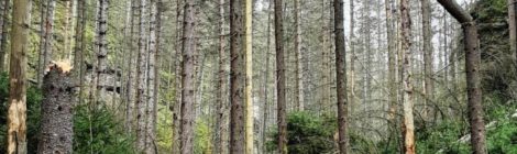 Ein Wanderweg ist durch umgefallene Bäume versperrt