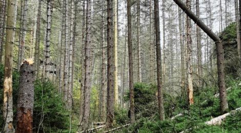 Ein Wanderweg ist durch umgefallene Bäume versperrt