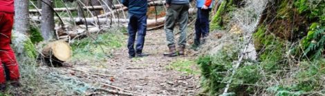 Umbrechende Bäume sind gefährlich für Wanderer