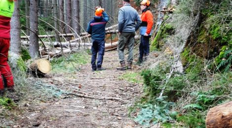 Umbrechende Bäume sind gefährlich für Wanderer