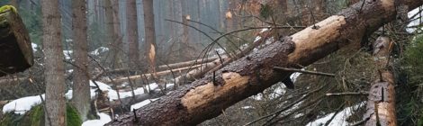Umgebrochene Bäume verhindern das Wandern. Weitere Bäume können leicht umbrechen und Wanderer verletzen.