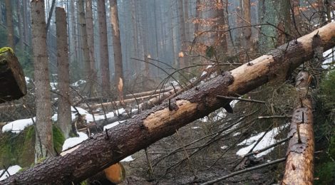 Umgebrochene Bäume verhindern das Wandern. Weitere Bäume können leicht umbrechen und Wanderer verletzen.