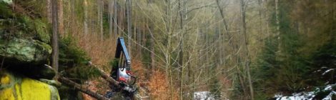 Eine große Holzerntemaschine schneidet den Weg im Kirnitzschtal frei